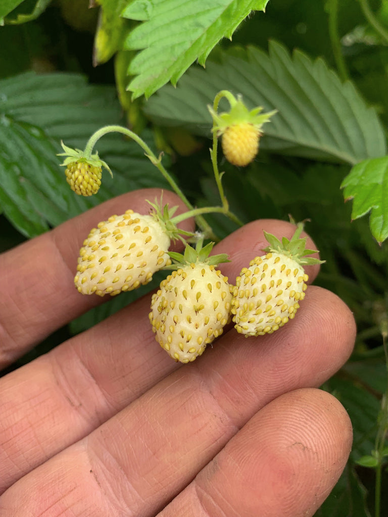 white soul alpine strawberry seeds Strawberry, 'Alpine White'