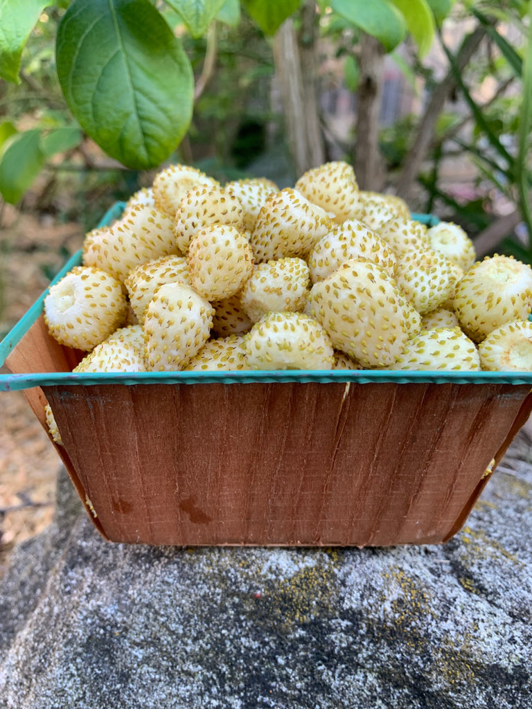 snow white strawberry seeds Strawberry, 'Alpine White'