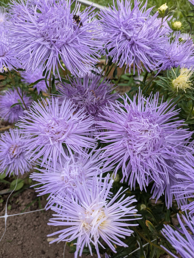 Aster, China, 'Hazaster Hagen Light Blue' | Uprising Seeds