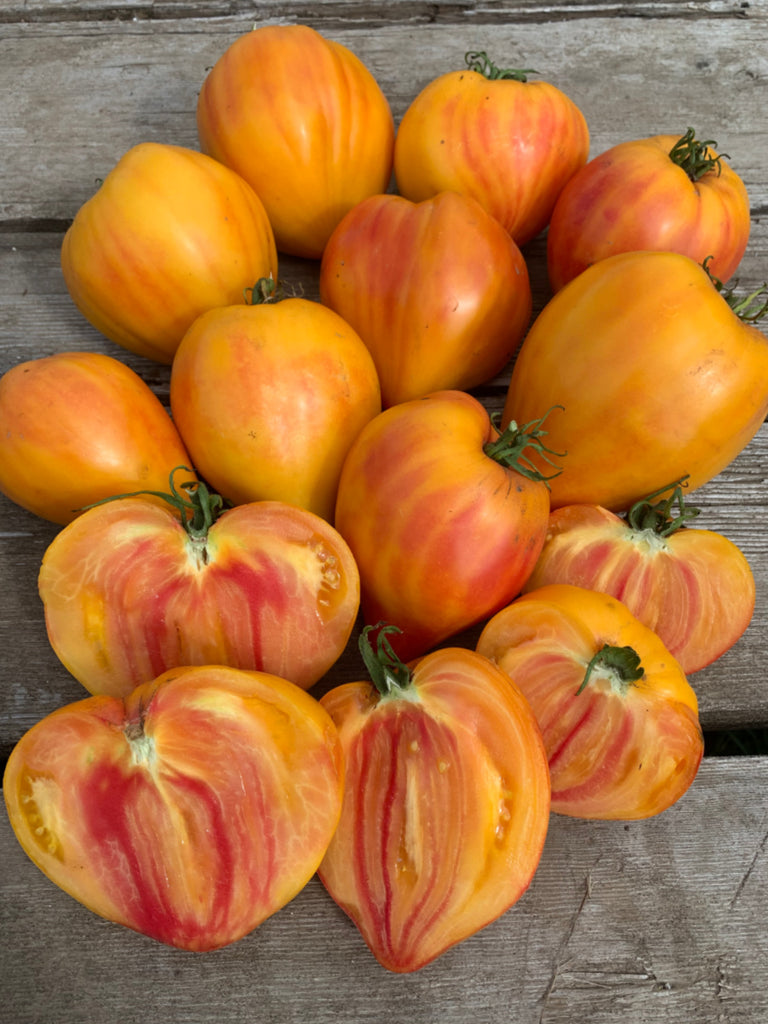Tomato, 'Midnight Sun' | Uprising Seeds