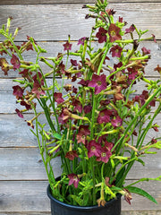 Load image into Gallery viewer, Nicotiana, 'Bronze Queen'