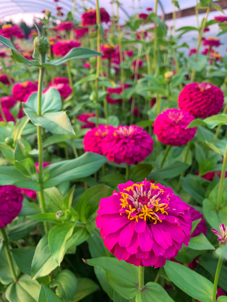Zinnia, 'Oklahoma Carmine' | Uprising Seeds