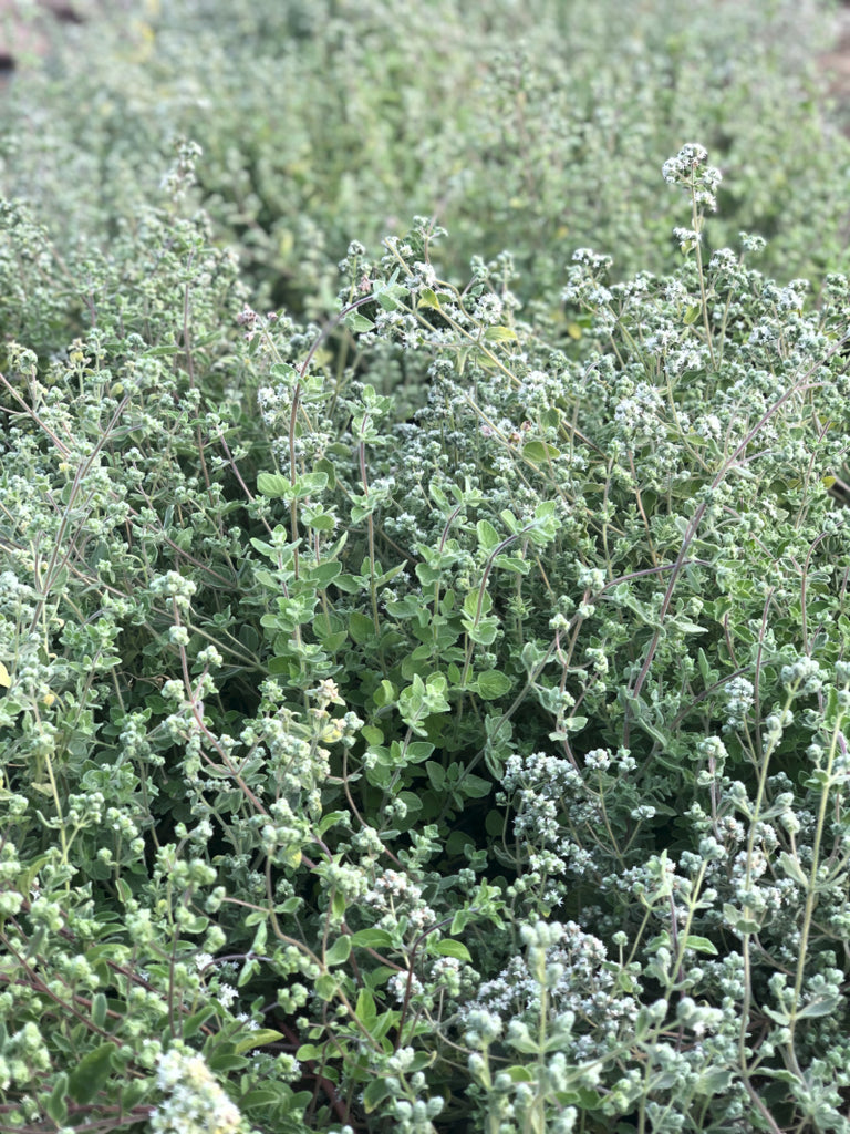 Organic, Za'atar Oregano | Uprising Seeds