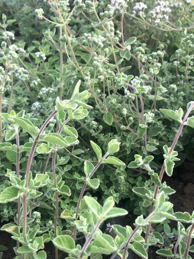 zaatar seeds for planting Organic, Za'atar Oregano