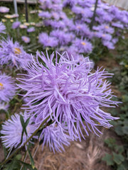Load image into Gallery viewer, Aster, China, 'Hazaster Hagen Light Blue'