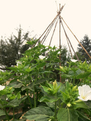 Load image into Gallery viewer, Four O'Clocks, 'Full Moon'