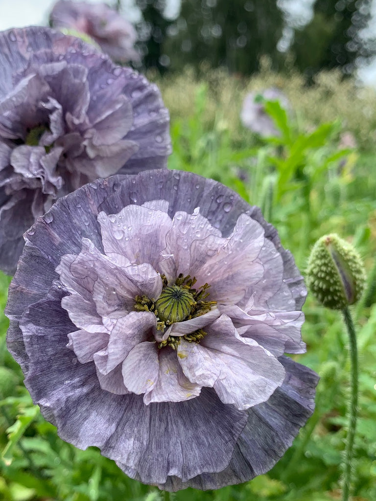 grey poppy flower seeds Poppy, Shirley, 'Amazing Grey'