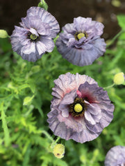 Load image into Gallery viewer, Poppy, Shirley, 'Amazing Grey'