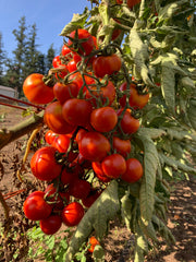 Load image into Gallery viewer, Tomato, 'Annarita'