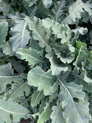 Load image into Gallery viewer, Broccoli, 'Broccolo Fiolaro di Creazzo'
