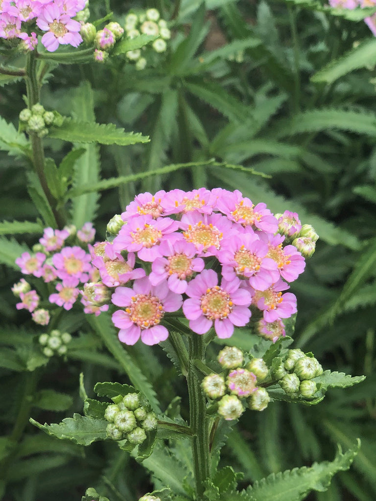 Siberian Yarrow, 'Love Parade' | Uprising Seeds