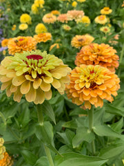 Load image into Gallery viewer, Zinnia, 'Queen Lemon Peach'