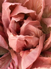 Load image into Gallery viewer, Radicchio (Rosa del Veneto), 'Rosato'