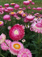 Load image into Gallery viewer, Strawflower, 'Silvery Rose'