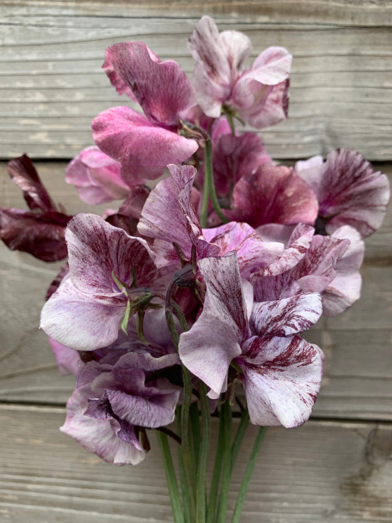 where to get plant z seeds Sweet Pea, 'Suzy Z'