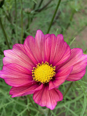 Load image into Gallery viewer, Cosmos, 'Xsenia'