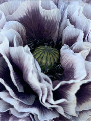 Load image into Gallery viewer, Poppy, Shirley, 'Amazing Grey'