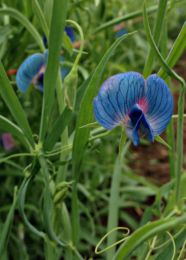 Sweet Pea Sp., 'Azureus' | Uprising Seeds