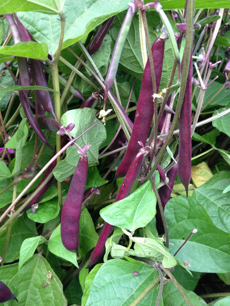 Bean, Bush Snap, 'Blooming Prairie' | Uprising Seeds