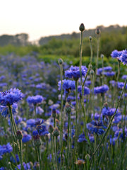 Load image into Gallery viewer, Bachelor's Buttons, 'Florist Blue Boy'