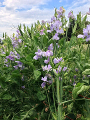 Load image into Gallery viewer, Sweet Pea, 'Bristol'
