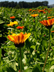Load image into Gallery viewer, Calendula Mix