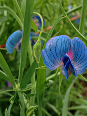 Load image into Gallery viewer, Sweet Pea Sp., 'Azureus'