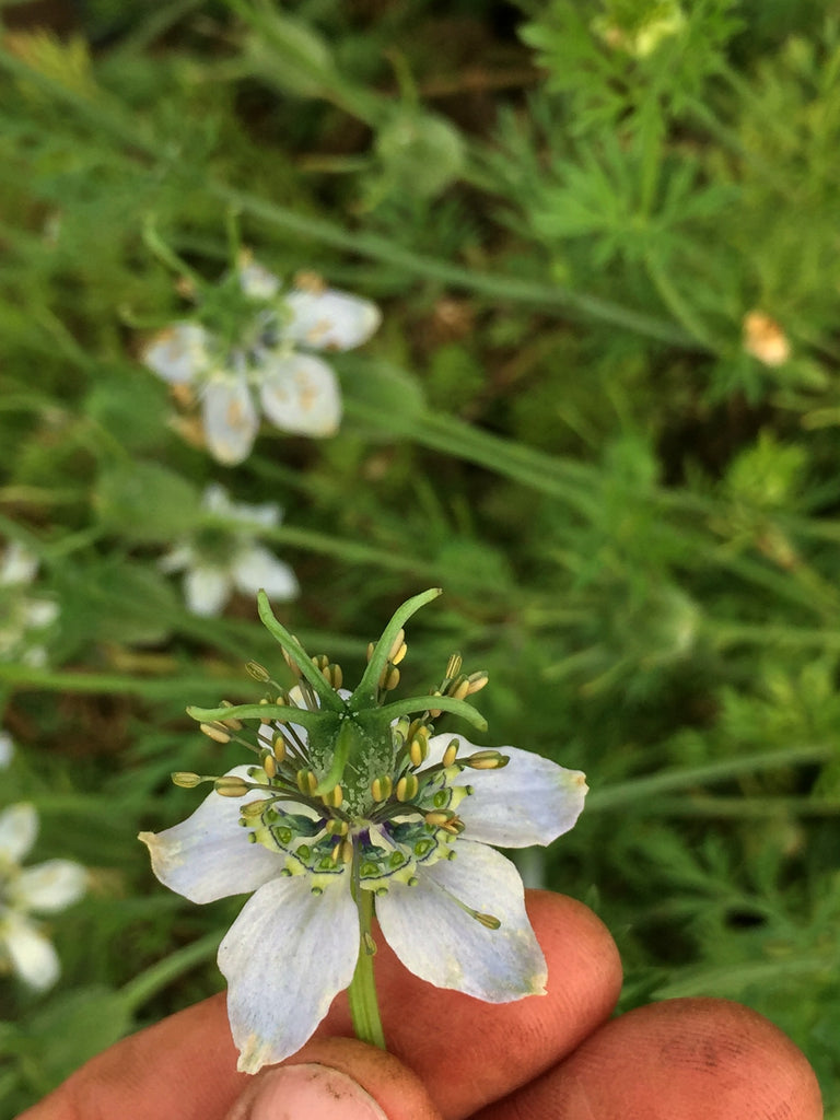 Nigella, 'Black Cumin' | Uprising Seeds