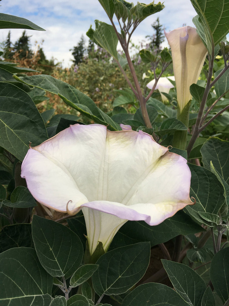 datura dünger Datura, 'Sacred Datura'