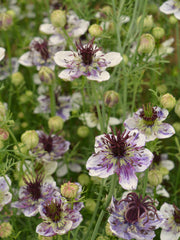Load image into Gallery viewer, Nigella, 'Delft Blue'