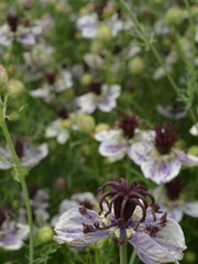 Load image into Gallery viewer, Nigella, 'Delft Blue'