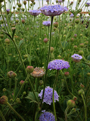 Load image into Gallery viewer, Didiscus, 'Blue Lace Flower'
