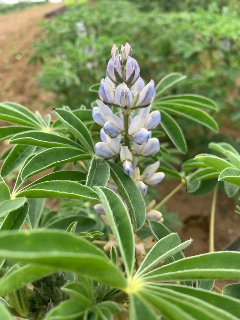 Sweet Lupine, 'Dieta'
