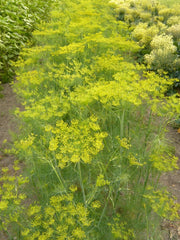 Load image into Gallery viewer, Dill, 'Goldkrone'