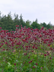 Load image into Gallery viewer, Columbine, 'Bordeaux Barlow'