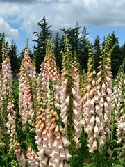Load image into Gallery viewer, Foxglove, 'Apricot Beauty'