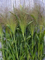 Load image into Gallery viewer, Ornamental Grass, 'Frosted Explosion'