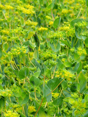 Load image into Gallery viewer, Bupleurum, 'Green Gold'