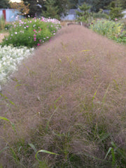 Load image into Gallery viewer, Ornamental Grass, 'Frosted Explosion'