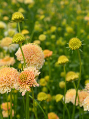 Load image into Gallery viewer, Scabiosa, 'Fata Morgana'