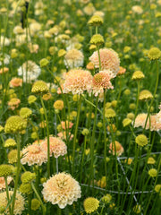 Load image into Gallery viewer, Scabiosa, 'Fata Morgana'