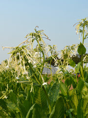 Load image into Gallery viewer, Nicotiana, 'Only the Lonely'