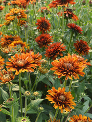 Load image into Gallery viewer, Rudbeckia, 'Autumn Sunset'