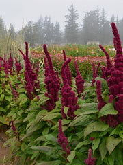 Load image into Gallery viewer, Amaranth, 'Elephant's Head'