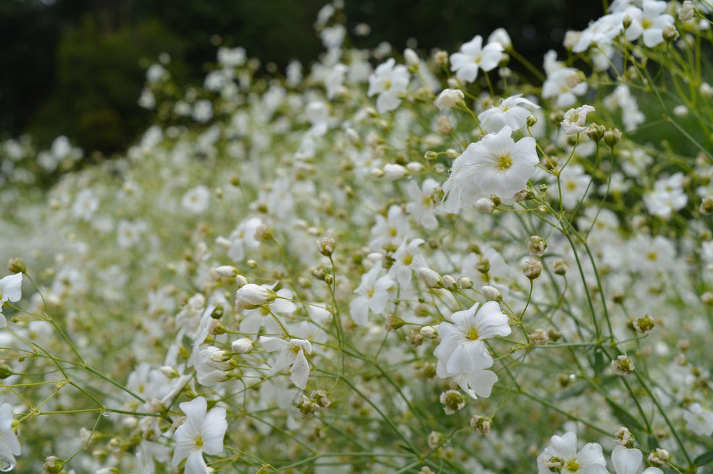 Gypsophila/Baby's Breath, 'Covent Garden' | Uprising Seeds