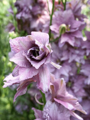 Load image into Gallery viewer, Larkspur, 'Earl Grey'