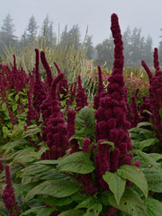 Load image into Gallery viewer, Amaranth, 'Elephant's Head'