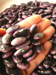 Load image into Gallery viewer, Bean, Pole Runner, 'Scarlet Emperor'