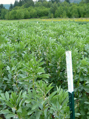 Load image into Gallery viewer, Fava, 'Aquadulce'