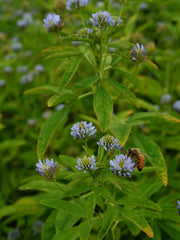 Load image into Gallery viewer, Trigonella, 'Blue Fenugreek'